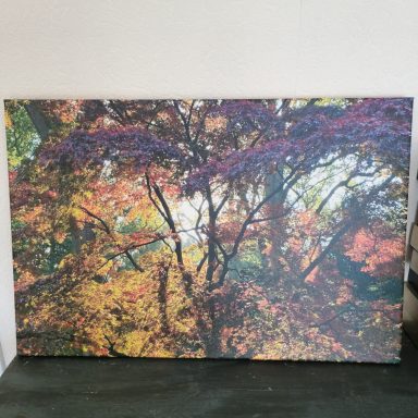 Kleurrijke herfstbladeren op een boom, met warme tinten van rood, oranje en geel.