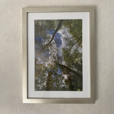 Zicht op een bos met hoge bomen en een blauwe lucht met wolken.